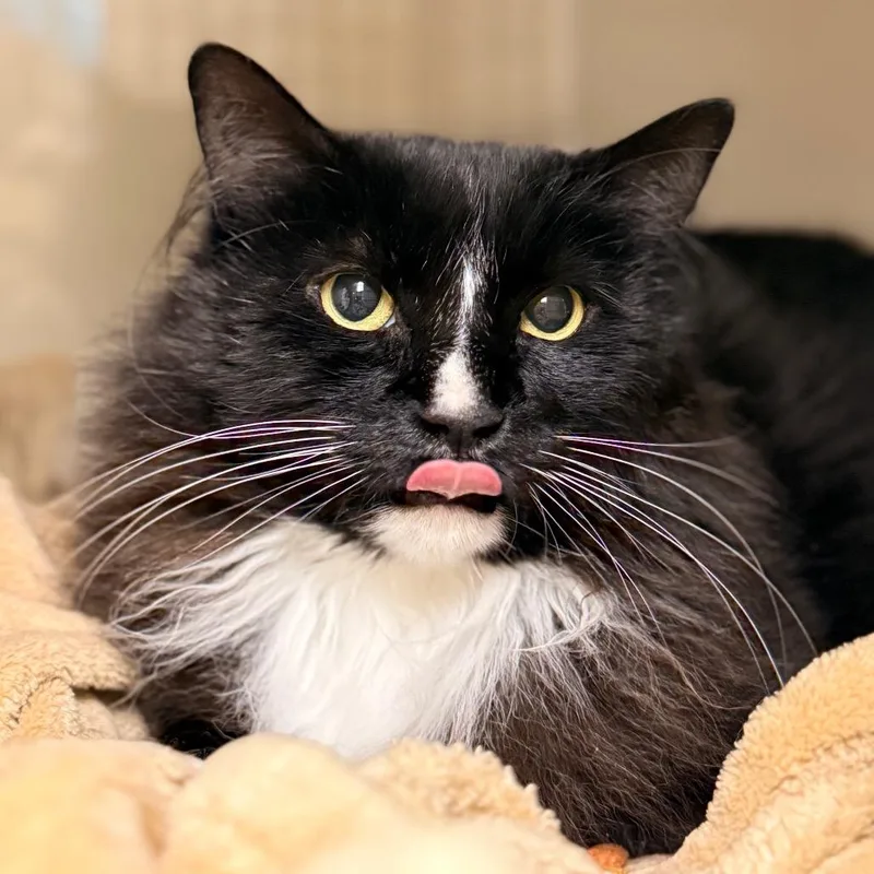 An adult large-sized male Domestic Long Hair cat named Forrest for adoption in Cumming, GA