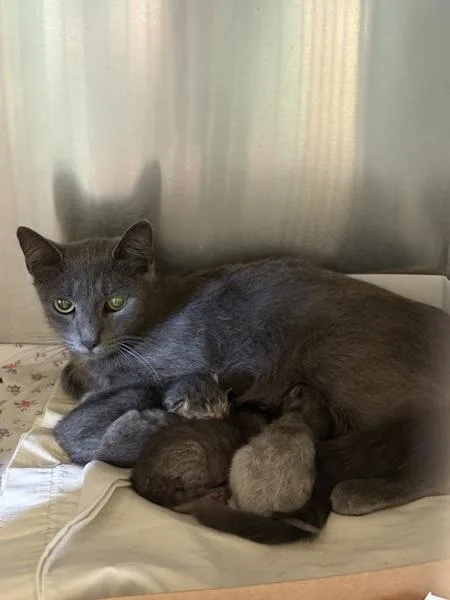 A young medium-sized female Domestic Short Hair cat named Ellie for adoption in Melbourne, FL