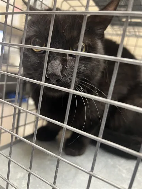 A young large-sized male Domestic Short Hair cat named Jynx for adoption in Las Vegas, NV