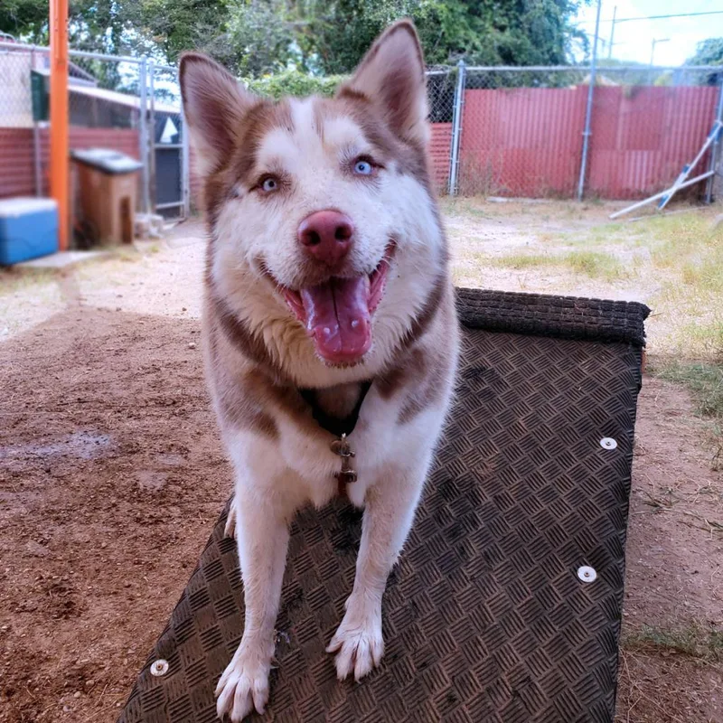 A senior large-sized male Brown / Chocolate Husky dog named Judd for adoption in Austin, TX