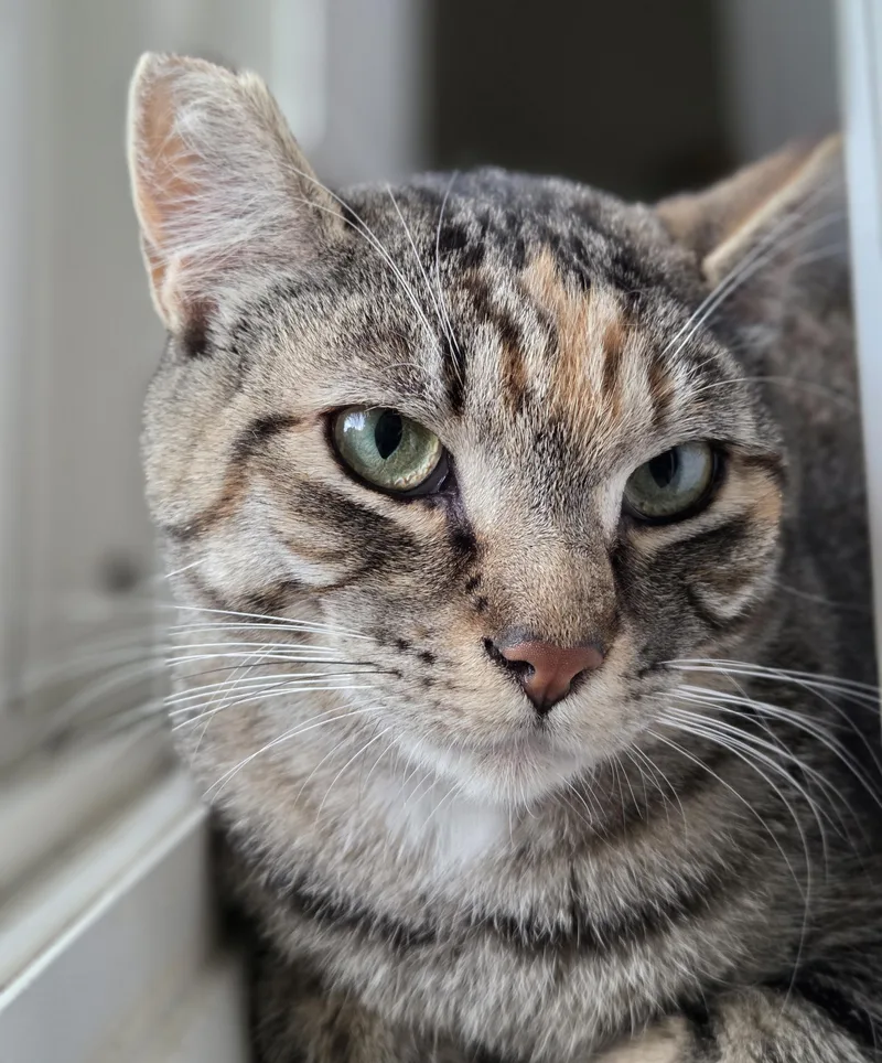 A young medium-sized female Torbie cat named Mandy for adoption in Des Moines , WA