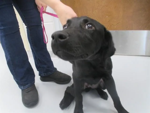A baby small-sized male Labrador Retriever dog named A for adoption in Ocala, FL