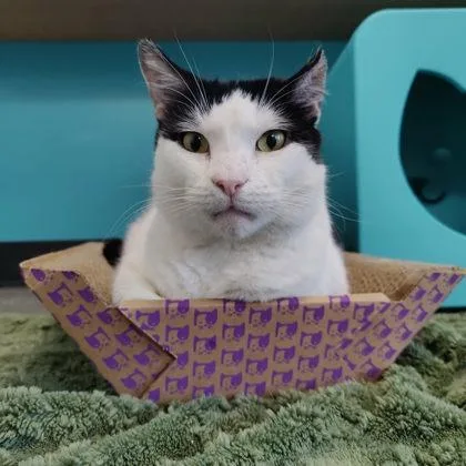An adult large-sized male Domestic Short Hair cat named Rob for adoption in Voorhees, NJ