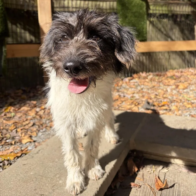 A baby medium-sized female Poodle dog named Bernadette for adoption in West Chester, PA