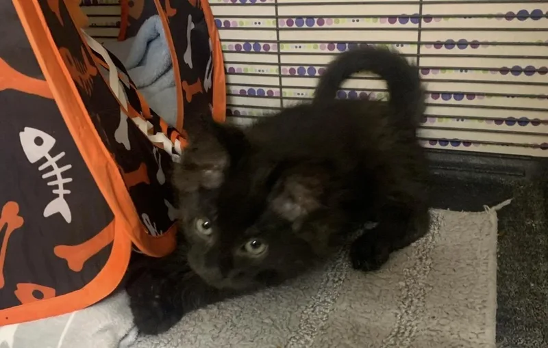 A baby small-sized female Domestic Short Hair cat named Pipit for adoption in Wasilla, AK