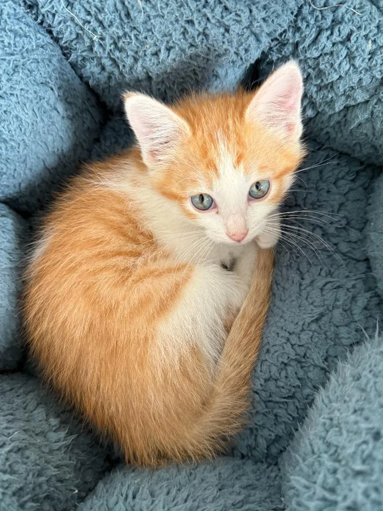 A baby medium-sized male Domestic Medium Hair cat named Glenn for adoption in Salt Lake City, UT