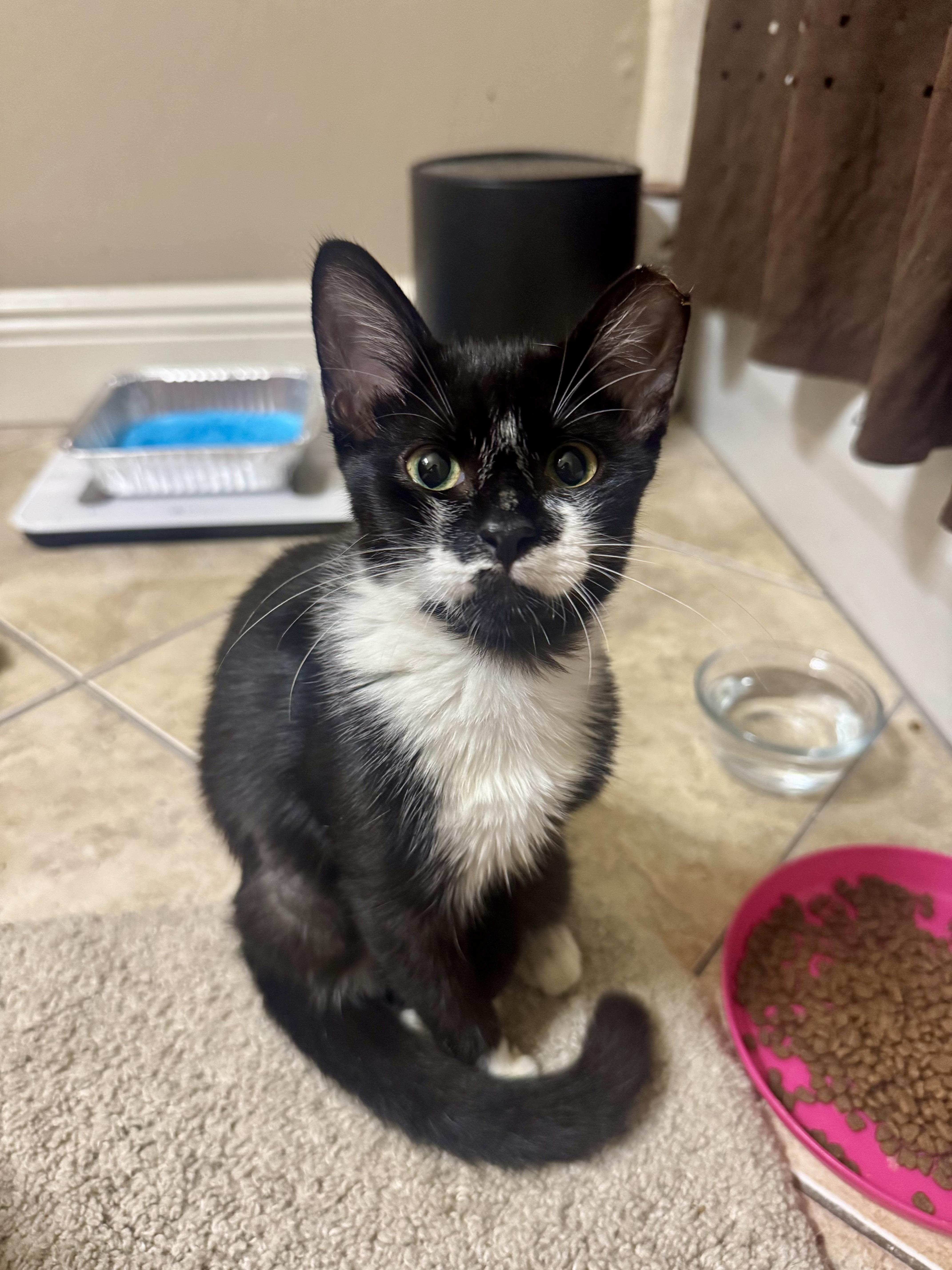 A young small-sized female Black & White / Tuxedo Domestic Short Hair cat named Almond for adoption in Delray Beach, FL