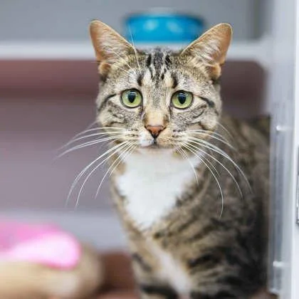 An adult small-sized female Gray / Blue / Silver Domestic Short Hair cat named Stella May for adoption in Atlanta, GA