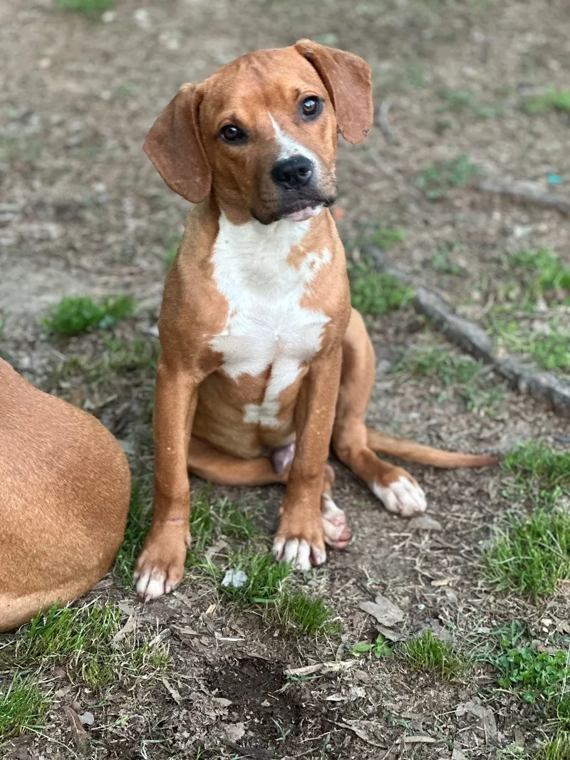 Peanut Butter thumbnail 2