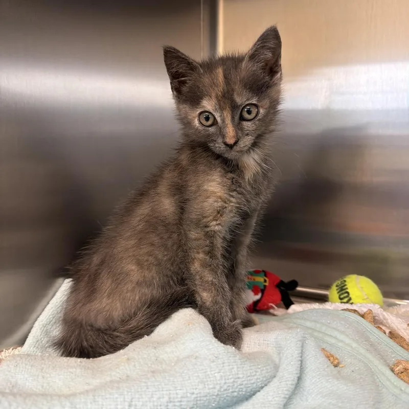 A baby small-sized female Tortoiseshell Domestic Short Hair cat named Turmeric for adoption in Lynchburg, VA