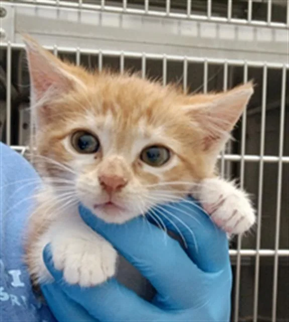 A baby small-sized female Domestic Short Hair cat named Peanut for adoption in Chula Vista, CA