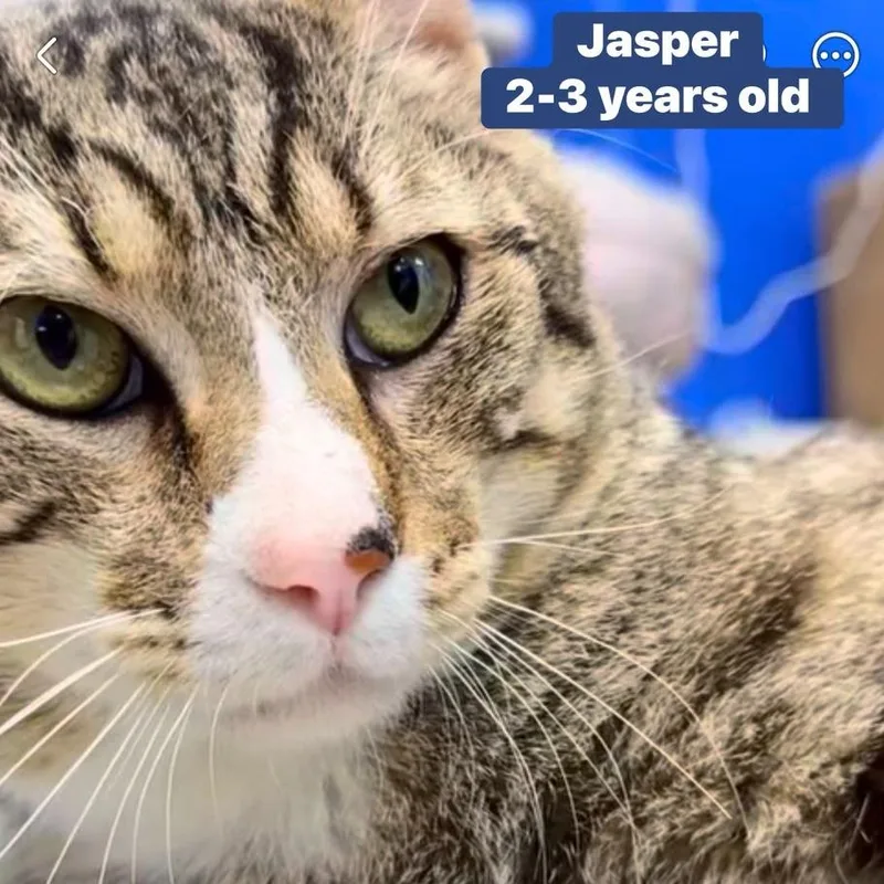A young small-sized male Brown / Chocolate Domestic Short Hair cat named Jasper for adoption in Jessup, MD