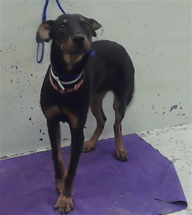 A young medium-sized male Black and Tan Coonhound dog named A for adoption in Houston, TX