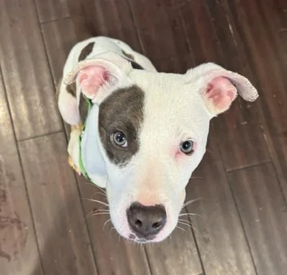 Pierre
