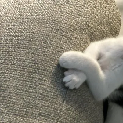 A baby small-sized male Black & White / Tuxedo Domestic Short Hair cat named CP NC Dasher for adoption in Hazlet, NJ