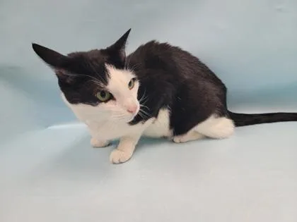 An adult small-sized female Domestic Short Hair cat named Milkshake for adoption in Coon Rapids, MN