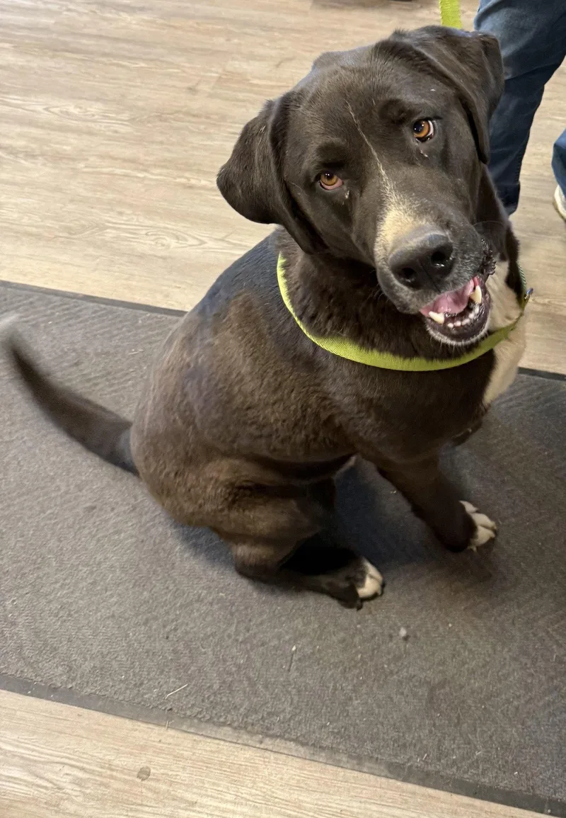 An adult large-sized male Mixed Breed dog named Goofy for adoption in Emmett, ID