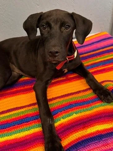 A baby medium-sized female Plott Hound dog named Gabbie for adoption in Brookhaven, MS