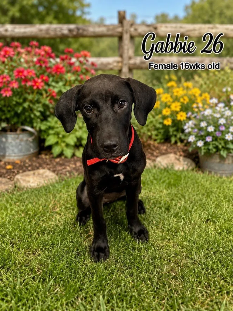 Gabbie thumbnail 4