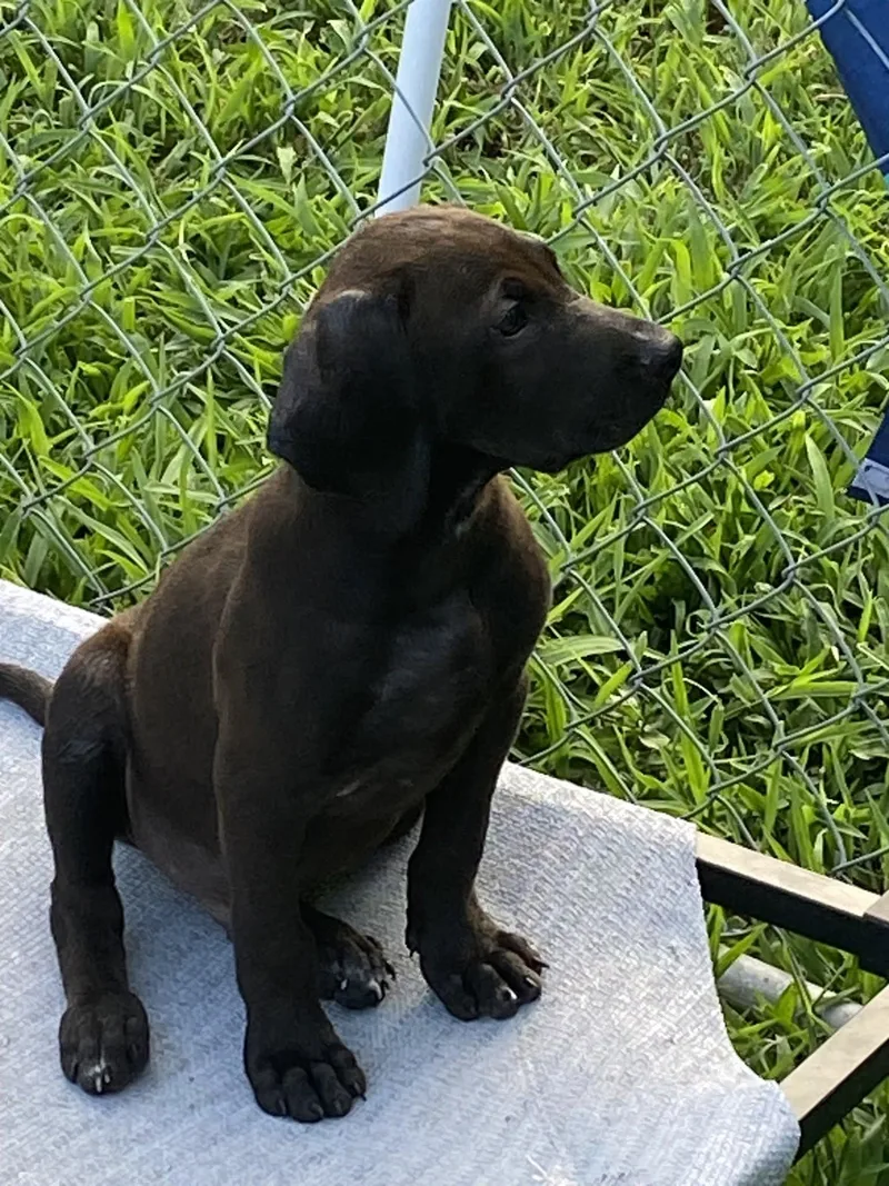 A baby large-sized male Labrador Retriever dog named Erie for adoption in Hayes, VA