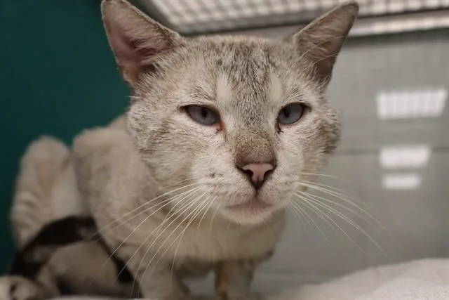 An adult large-sized male Domestic Short Hair cat named Merlin for adoption in Naples, FL