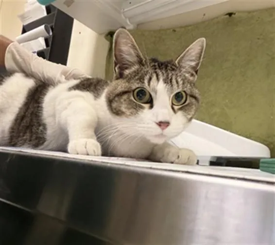 An adult small-sized female Domestic Short Hair cat named Emma for adoption in Riverside, CA