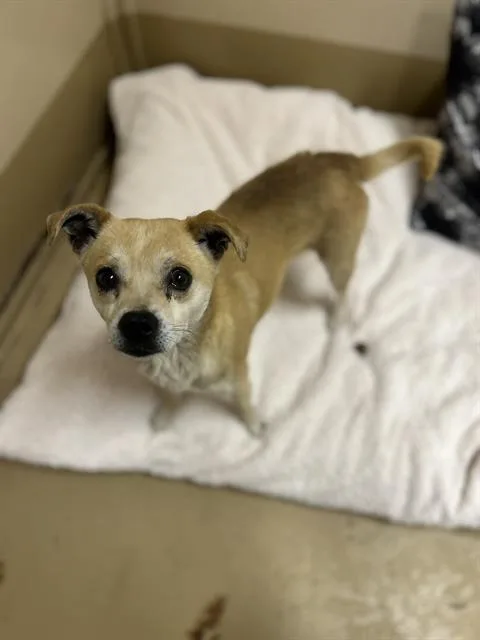 An adult small-sized male Chihuahua dog named Paco for adoption in Chula Vista, CA