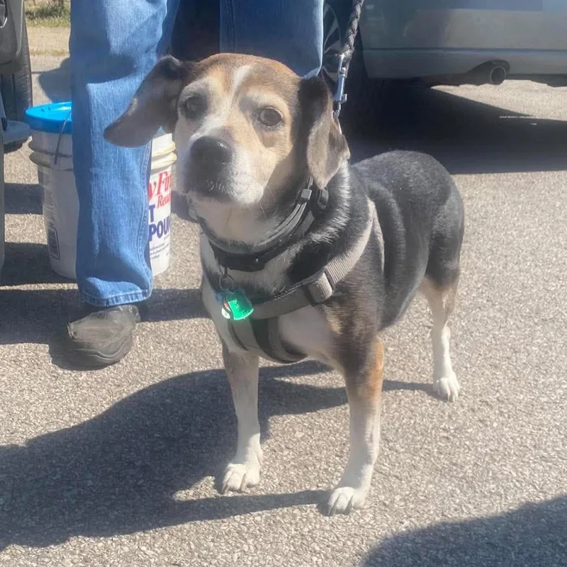 A senior medium-sized female Brown / Chocolate Beagle dog named Sabrina for adoption in Huntington, WV