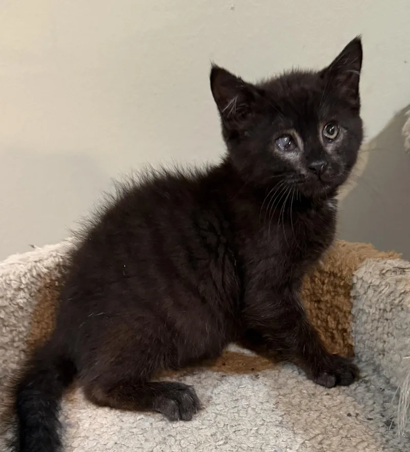 A baby medium-sized male Domestic Medium Hair cat named Umbra for adoption in East Hanover, NJ