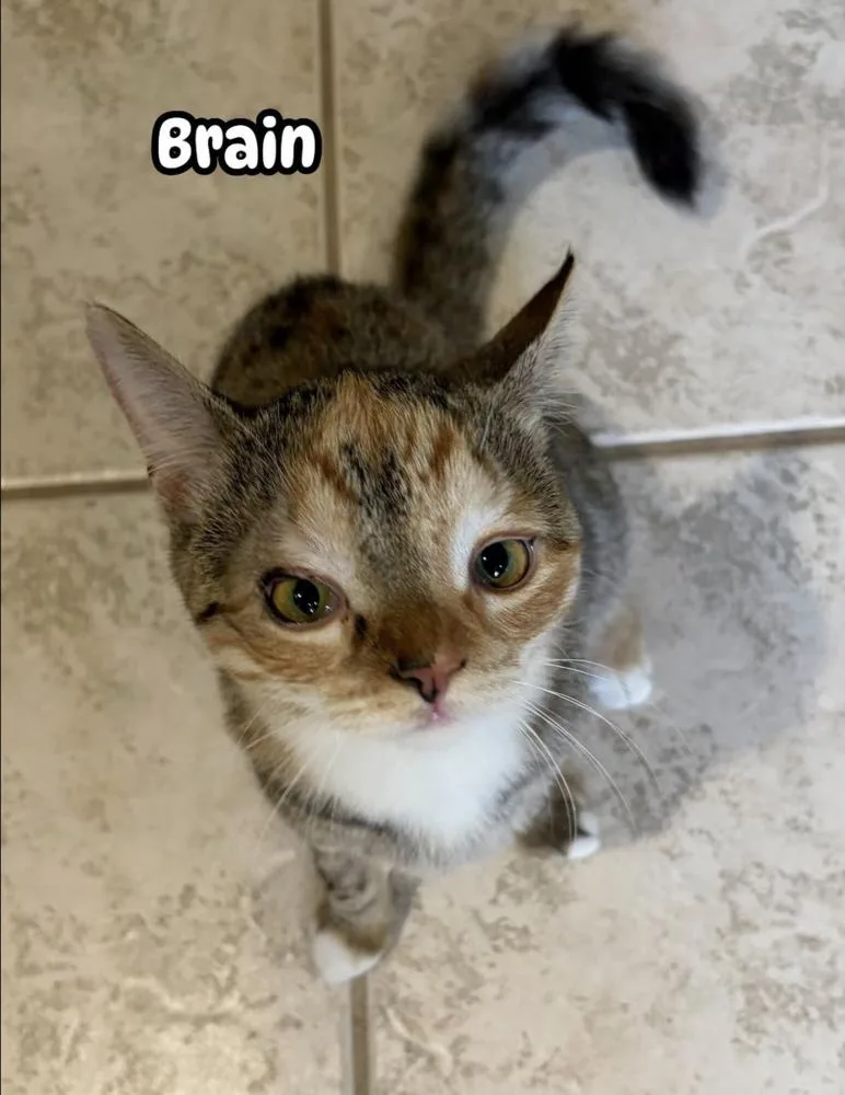 The Brain thumbnail 2