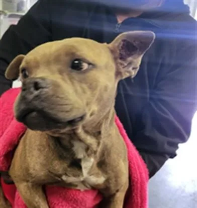 An adult medium-sized female Staffordshire Bull Terrier dog named Pearl for adoption in Los Angeles, CA