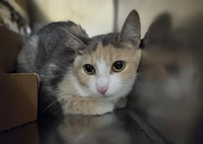 A young medium-sized female Domestic Short Hair cat named Schoolhouse Rock for adoption in Westland, MI