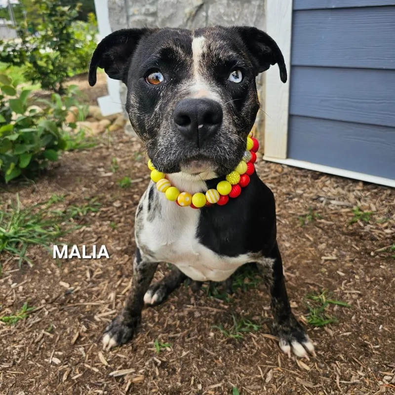 Malia