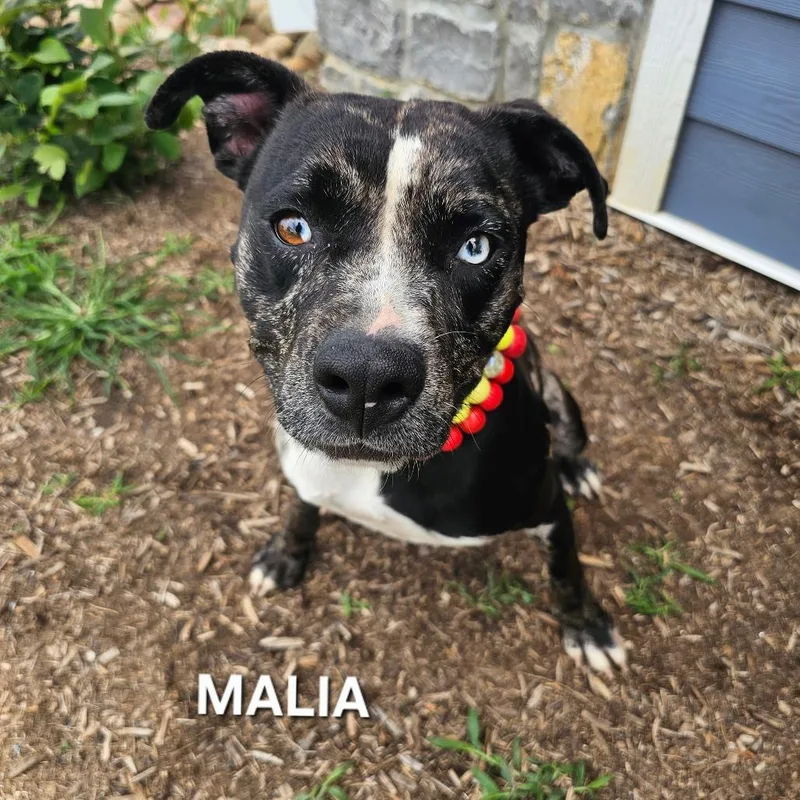 Malia thumbnail 2
