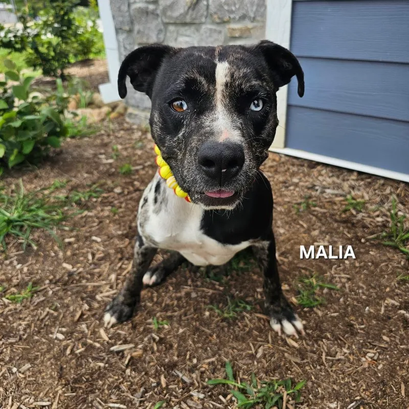 Malia thumbnail 3
