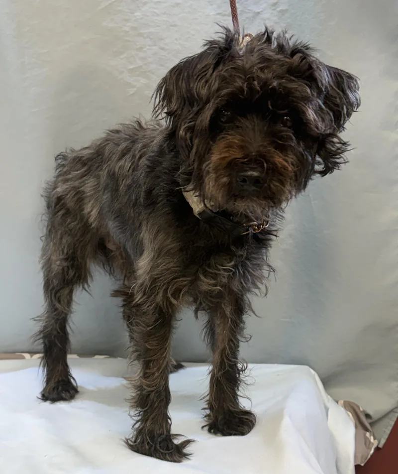 An adult small-sized male Schnauzer dog named Harley for adoption in Maynardville, TN