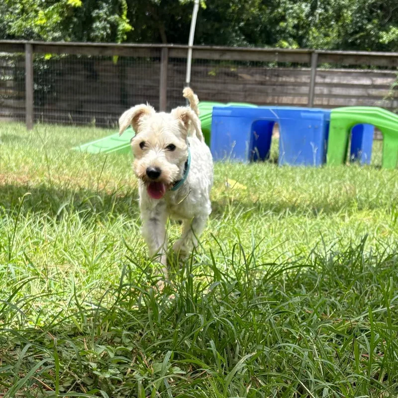 Chip 'Sparrow'