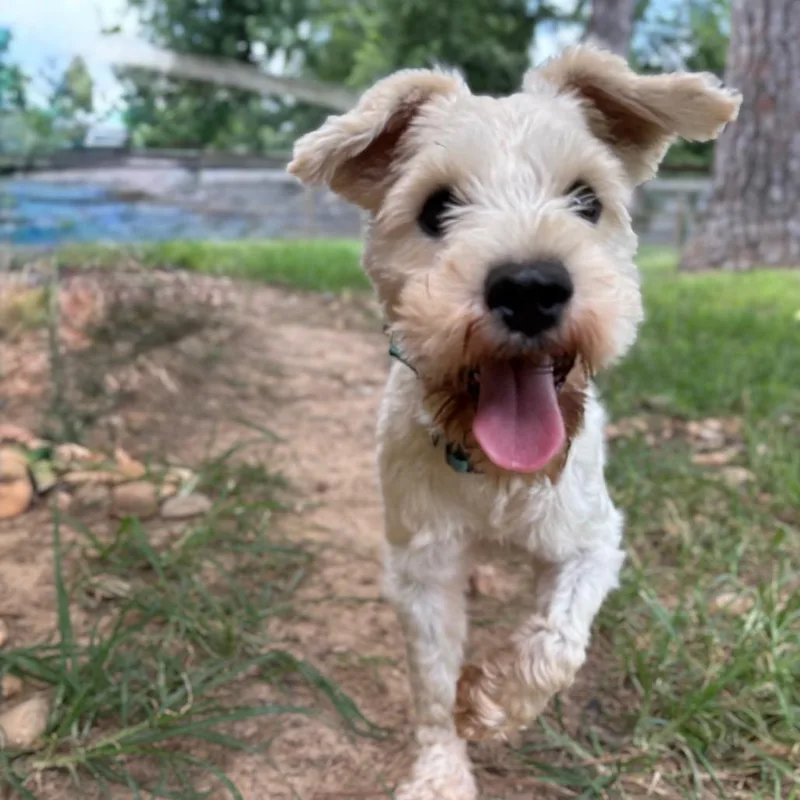 Chip 'Sparrow' thumbnail 2