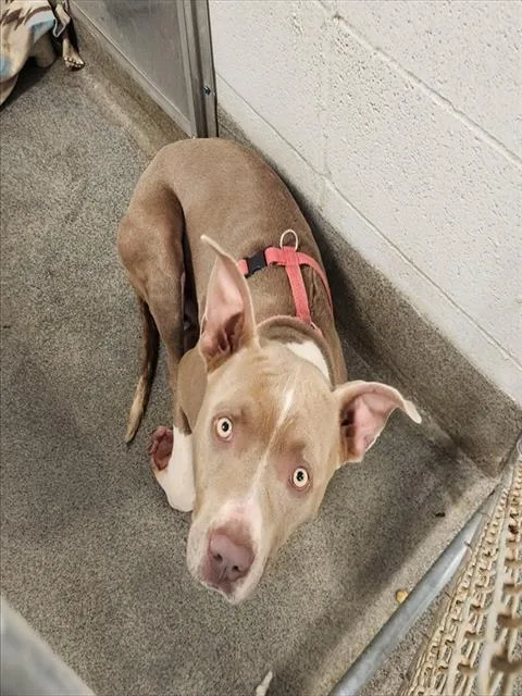 A young medium-sized male Pit Bull Terrier dog named Crane for adoption in Huntsville, AL