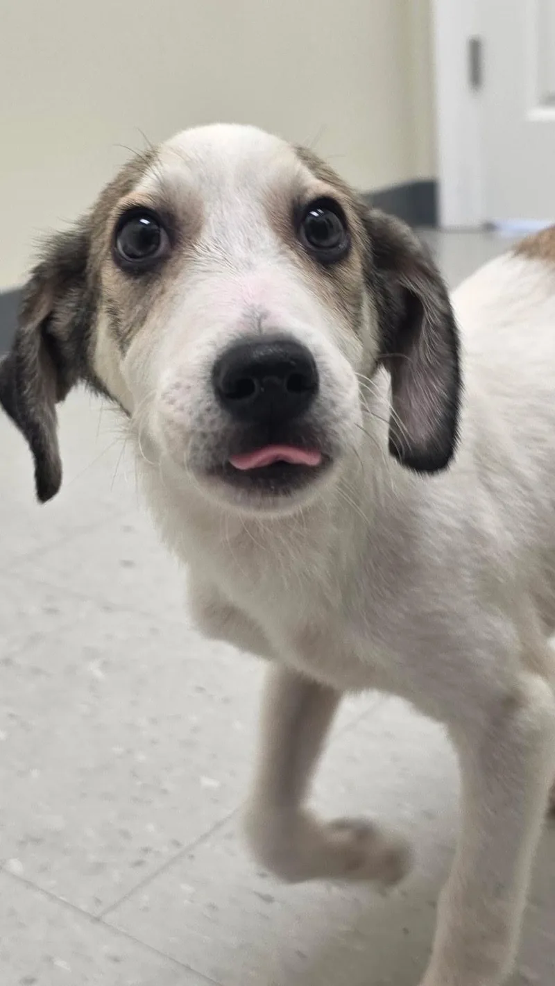 A baby medium-sized male Mixed Breed dog named Peetie for adoption in Rock Hill, NY