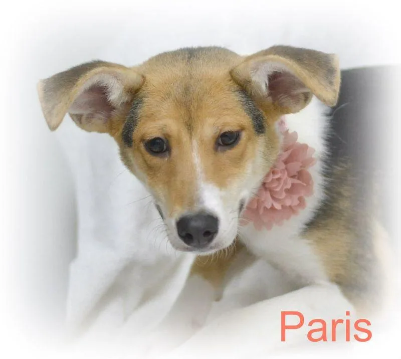 Paris thumbnail 2