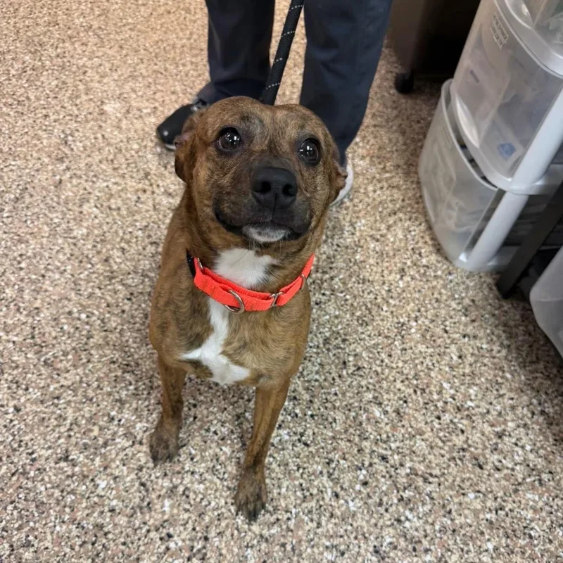 A young small-sized male Brindle Terrier dog named Spider Monkey for adoption in Sterling Heights, MI