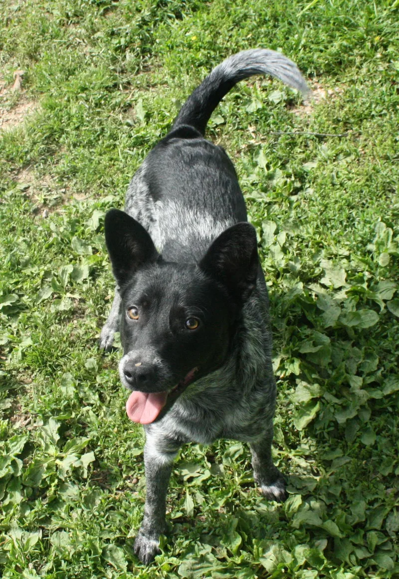A young medium-sized male White / Cream Australian Cattle Dog / Blue Heeler dog named Shasta for adoption in Harrison, AR