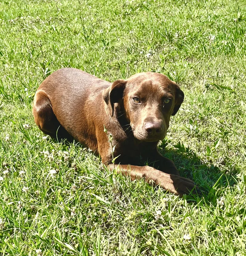 A young small-sized female Labrador Retriever dog named Abby for adoption in Appling, GA