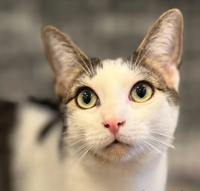A baby medium-sized male Domestic Short Hair cat named Egg for adoption in Brooklyn, NY