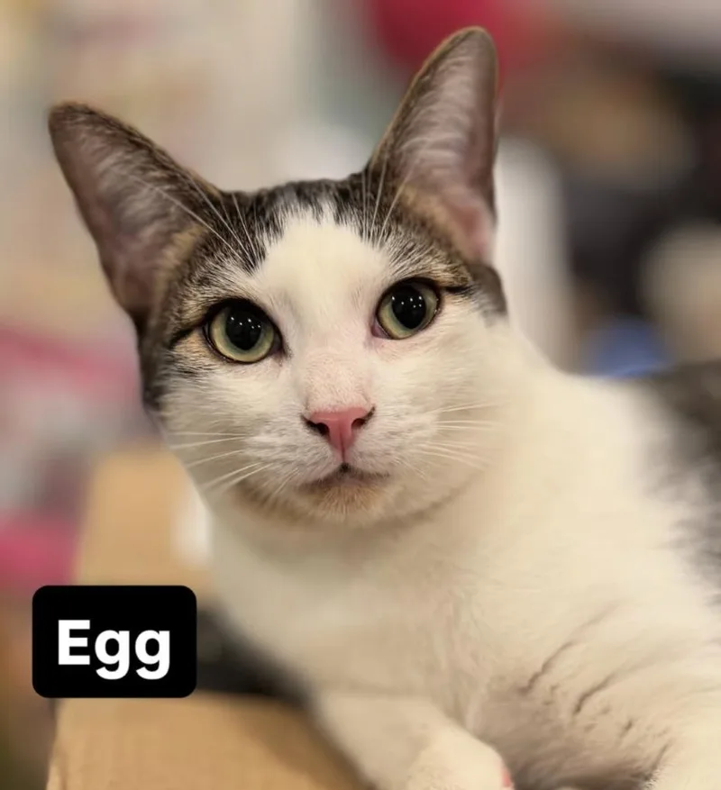 Egg thumbnail 4