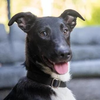 A baby small-sized male Black Border Collie dog named Alphonse for adoption in New York, NY