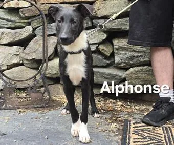 Alphonse thumbnail 4