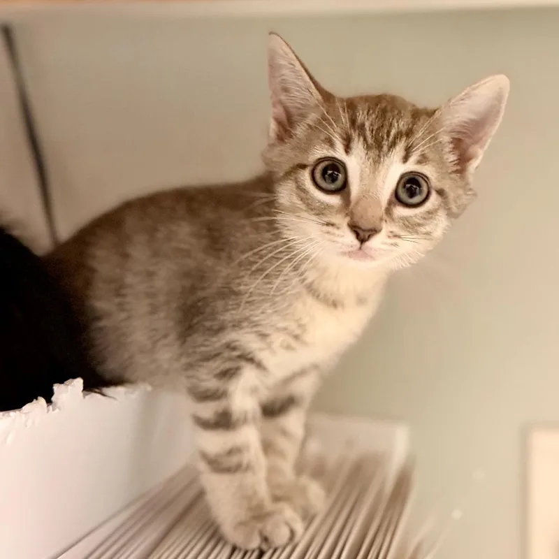 A baby small-sized female White American Shorthair cat named Hula for adoption in Freeport, FL
