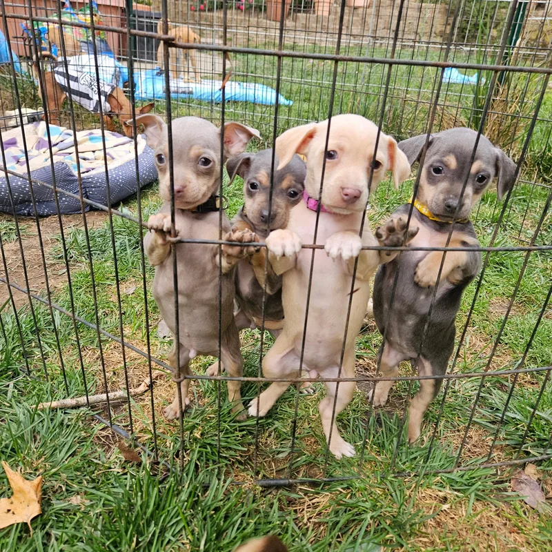 A baby small-sized female Yellow / Tan / Blond / Fawn Chihuahua dog named Marigold for adoption in Lafayette, CA
